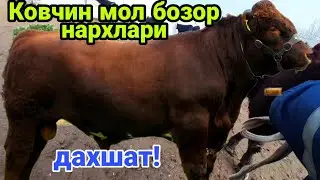 Карши туман Ковчин мол бозори нархлари