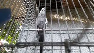 COCKATIEL BIRD SOUNDS
