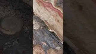 клён, распил, бензопилой