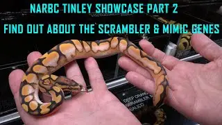 The Tinley Showcase Part 2 (OCT 2023)...MIMIC, SCRAMBLER, EL DIABLO, DG COMBOS, & MORE!!!