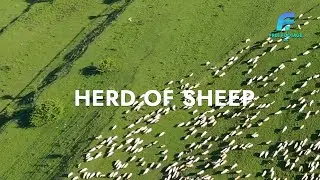 Herd of sheep | 4K Footage