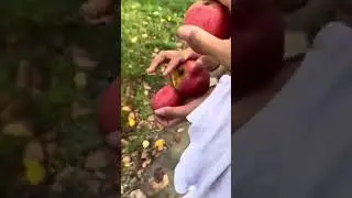 PERTAMA KALI PETIK APEL DI JERMAN CEKKKKK
