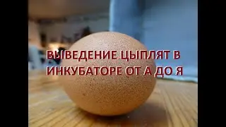 ВЫВЕДЕНИЕ ЦЫПЛЯТ В ИНКУБАТОРЕ ОТ А ДО Я