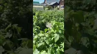 Ягоды