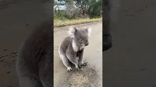 Koala hitch hiking on the road….🐨