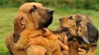 Bloodhound Parasite Prevention