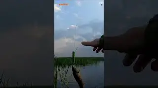 #shorts ДОГНАЛ КЛЮНУЛ И ОТЦЕПЛСЯ