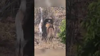 Meeting at the watering hole. Tiger versus bear.