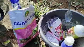 Bongkar Cara Membasmi Antraknosa Cabe, Paten