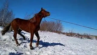 Русский тяжеловоз. Продажа. Костанай