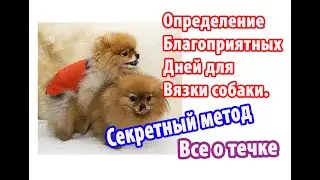 Определение благоприятных дней для вязки собаки. Секретный метод. Все о течке собаки.