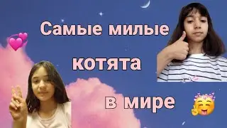 😼Самые милые котята в мире😼