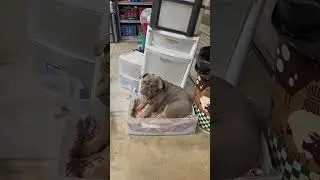 Bitch Marley Jane