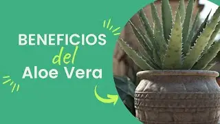 Los asombrosos beneficios del aloe vera que debes conocer para mejorar tu salud