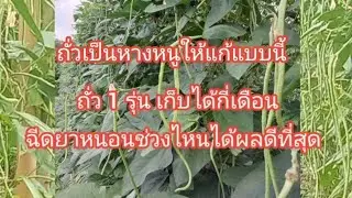ถั่วเป็นหางหนูวิธีแก้อาการถั่วเป็นหางหนู