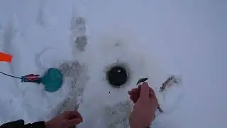 У окуня жор,не дает поставить жерлицы!