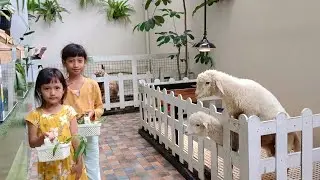 LIBURAN SERU 🥳 MENGINAP DI HOTEL YANG ADA MINI ZOO| KASIH MAKAN DOMBA