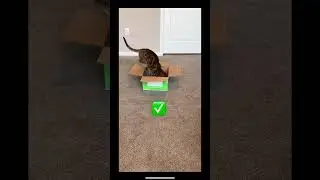 Bengals will jump into anything