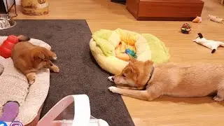 Mom's way of inviting her baby to play is super adorable
