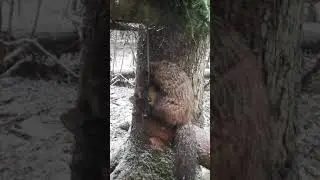 не ошибся на какой из гуманных капканов перейти!