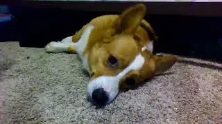 Crumpets being a sleepy derp!