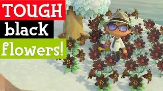 EXTENSIVE breakdown of how to breed Black Cosmos & Black Lily in Animal Crossing with 25% chance