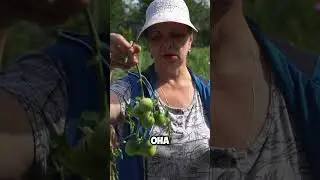 Веточка томатов
