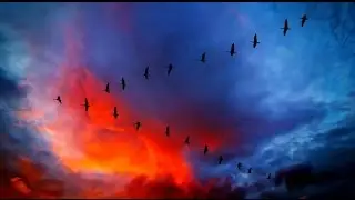 Анимация-Журавли