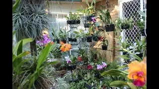 МОЙ САД ОРХИДЕЙ В ИЮЛЕ. ЗИМА В РАЗГАРЕ..MY ORCHID GARDEN IN WINTER IN JULY