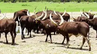 Ankole Cattle, Ol Pejeta conservancy, Kenya