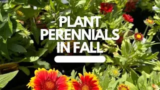 Plant Perennials in the Fall for a Head Start in the Spring!