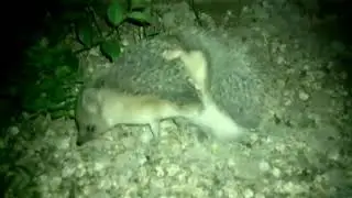 музыка под которую любят сношаться ёжики