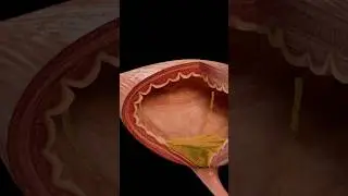 How the Urinary System Functions  |  Complete Anatomy
