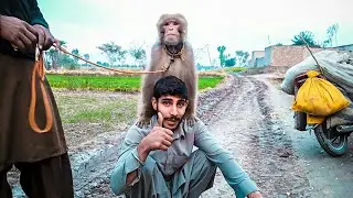 Monkey on the head of 