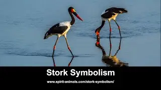 Stork Symbolism
