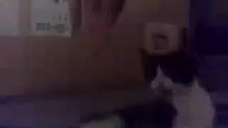 My Short Cat From TikTok