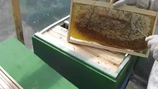 Ставлю рамку для получения однодневных личинок.