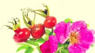 ШИПОВНИК ПРИ ПРОСТУДЕ | шиповник от простуды рецепт шиповник для профилактики простуды