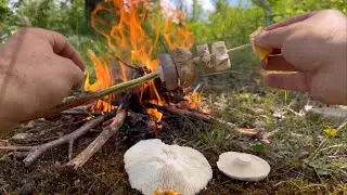 sopravvivere nella foresta con funghi preparati direttamente sul fuoco senza olio bushcraft #funghi