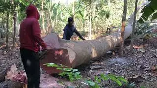 TEBANG SENGON SUPER