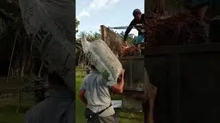 SAMSON CILACAP‼️MANTAP