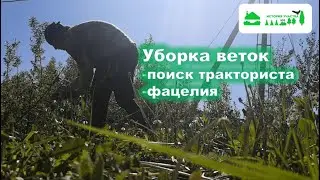Уборка веток