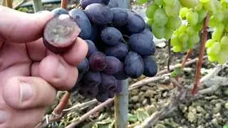 The last grape cutting!