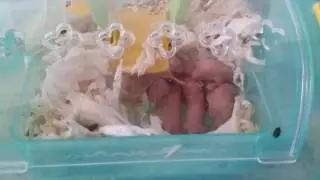 Хомячки 7й день