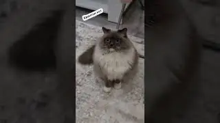 Счастливый и всё😸 