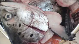 LAPZZ is live! Fish Cleaning🐟 SALMON HEAD