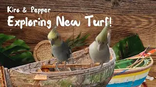 Avian Adventures: Kiro and Pepper Explore Their New Plastic Box Turf