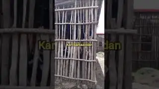 kootaa magaalaa Dodolaa mana bitadhaa 0932308357