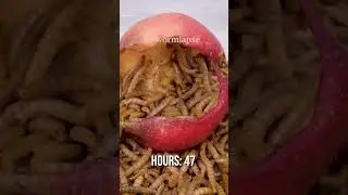 An apple a day...
