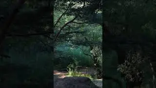 Успокаивающие оттенки леса, высокой травы на берегу озера и утреннего света
